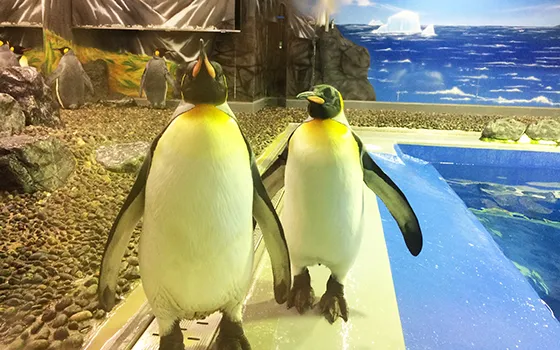 越前松島水族館